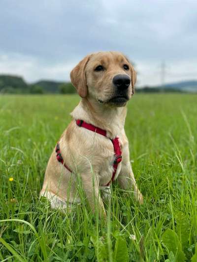 Labradorfans-Beitrag-Bild