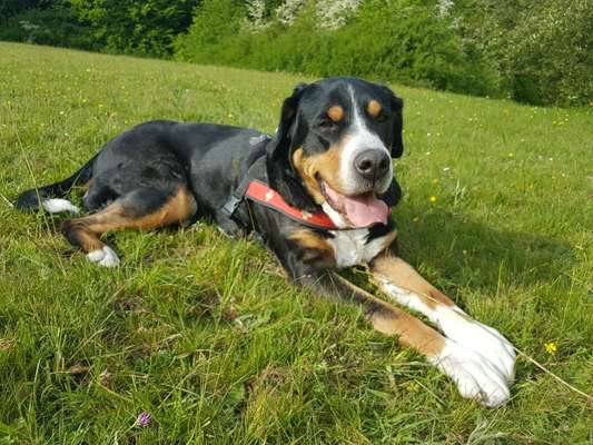 Unsere Fellnasen im Regenbogenland-Beitrag-Bild