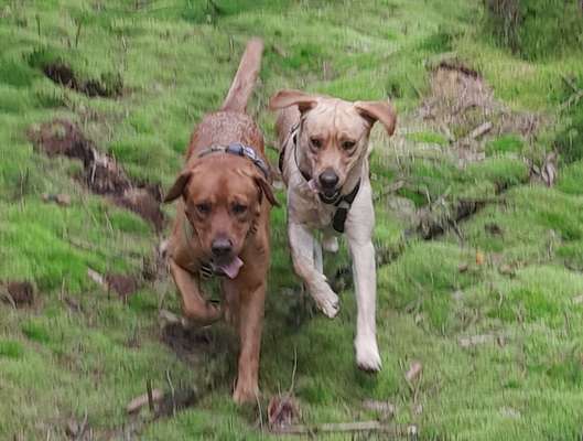 Labradorfans-Beitrag-Bild