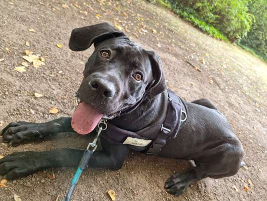 Hundetreffen-Trainingsspaziergang mit Spiel und Spaß-Bild