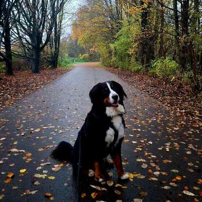 Hundetreffen-Gassigehrunde, Spieltreffen-Bild