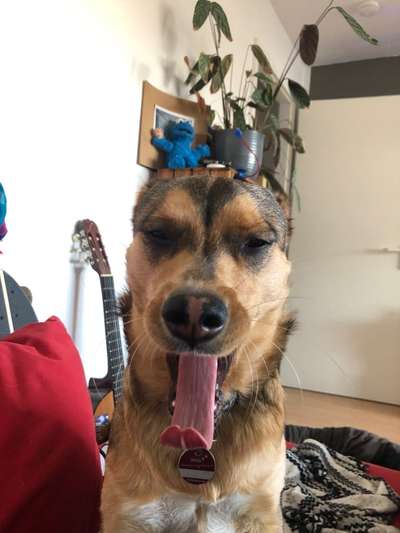 Tongue Out Tuesday-Beitrag-Bild