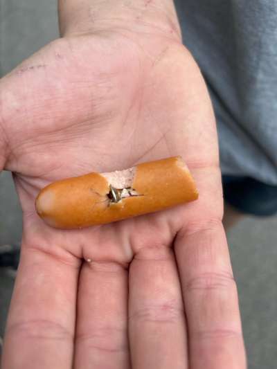 Giftköder-Wurst mit Schraube-Bild
