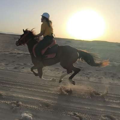 Hundetreffen-Welpentreffen in Bleckede