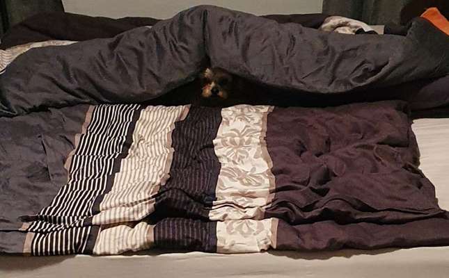 Gemeinsames Kuscheln im Bett!-Beitrag-Bild