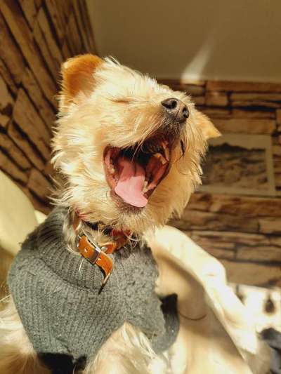 yorkshire Terrier austausch-Beitrag-Bild