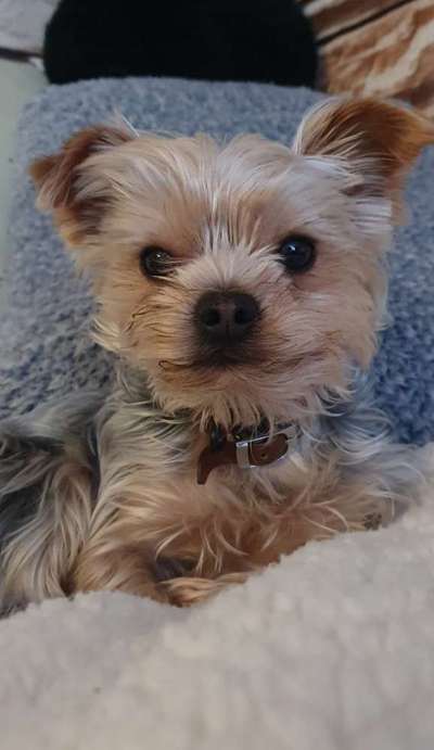 Yorkshire Terrier-Beitrag-Bild