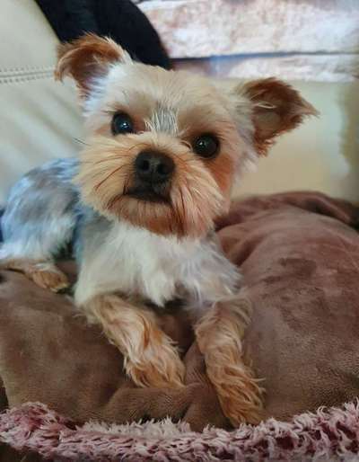 Die Dogorama Kalender Challenge Titelbild-Beitrag-Bild