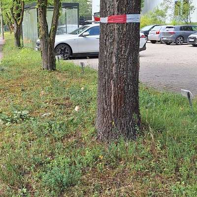 Giftköder-Eichenprozessionsspinner-Bild