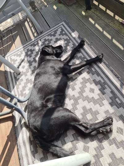 Labradorfans-Beitrag-Bild