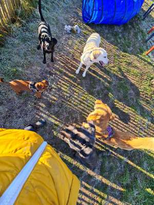 Hundeauslaufgebiet-Private Hundewiese-Bild