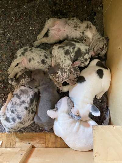 Französische Bulldoggen-Beitrag-Bild