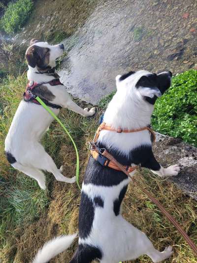 TierschutzhundeStammtisch🐕-Beitrag-Bild