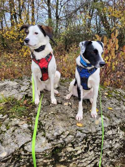 TierschutzhundeStammtisch🐕-Beitrag-Bild