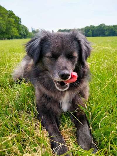 Hundetreffen-Gassipartner/Spielrunde/Training-Bild