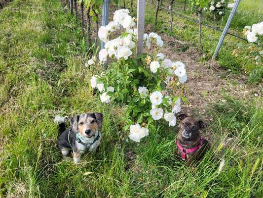 Hundetreffen-Wandern/ spazieren/ Gassi gehen-Bild