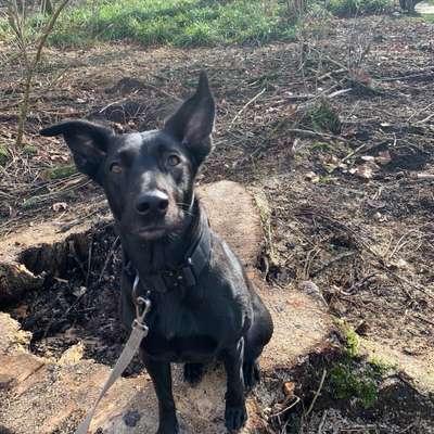 Hundetreffen-Social Walk/ Spieltreffen-Bild