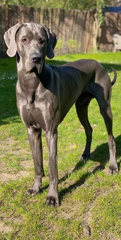 Deutsche Doggen Besitzer zeigt euch-Beitrag-Bild