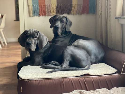 Deutsche Doggen Besitzer zeigt euch-Beitrag-Bild