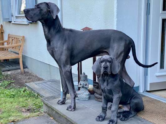 Deutsche Doggen Besitzer zeigt euch-Beitrag-Bild