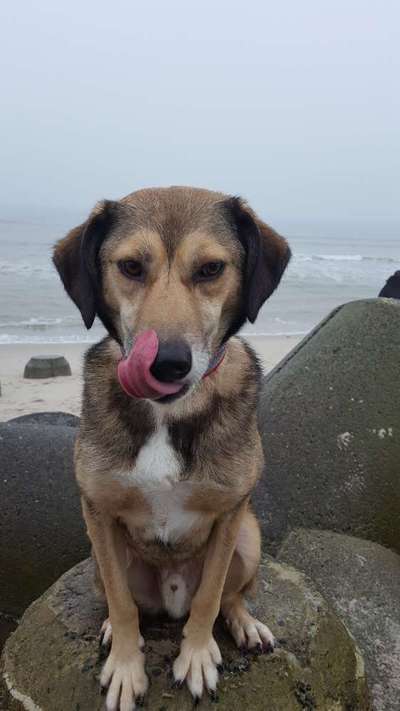 Dogorama Photo Challenge - Einmal lächeln bitte-Beitrag-Bild