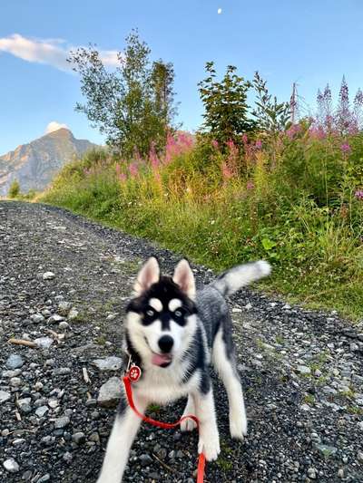 Un...scharf Bilder-Beitrag-Bild