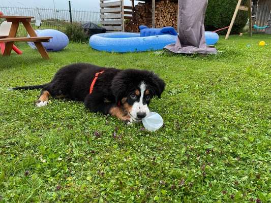 Welpen Bilder !-Beitrag-Bild