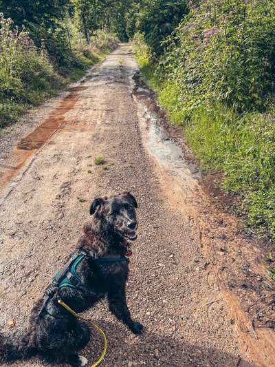 Hundetreffen-Junghunde-Bild