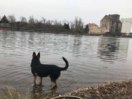 Hundetreffen-Gassirunde, Training, Erziehung, Erfahrungsaustausch in Neulindenau-Bild