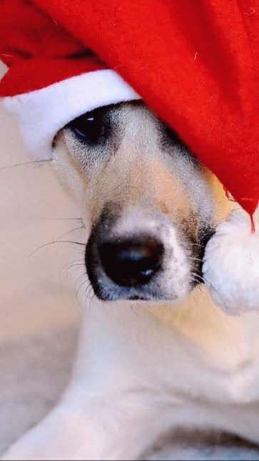 Challenge Nr. 8  Dein Hund im Weihnachtslook-Beitrag-Bild