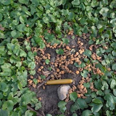 Giftköder-Evtl. Giftköder an der Aue-Bild