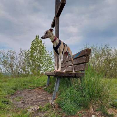 Hundetreffen-Gassirunde-Bild
