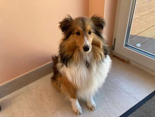 Collies -wo seid ihr?-Beitrag-Bild