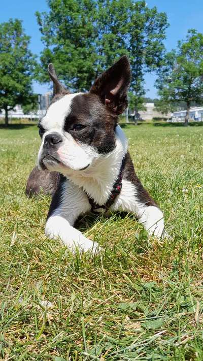 Hundetreffen-Bosten Terrier Treffen-Bild