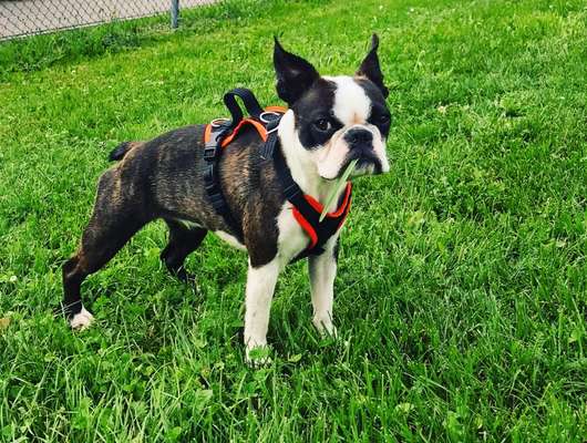 Reinrassige Hunde?-Beitrag-Bild