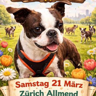 Hundetreffen-Bosten Terrier Treffen-Bild