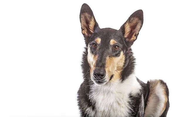 Die Dogorama Kalender Challenge Titelbild-Beitrag-Bild