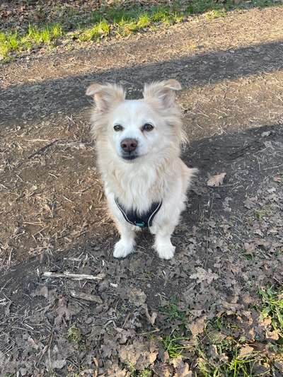 Mischlinge raten - Rätselspaß-Beitrag-Bild