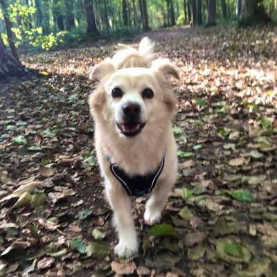 Hundetreffen-Spiel-Dates / Spaziergänge-Bild