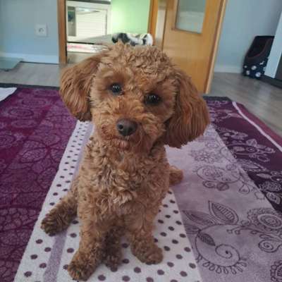 Hundetreffen-Junghundtreffen in Oberasbach-Bild