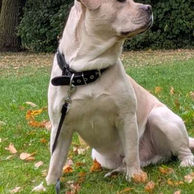 aktuelles Foto Gruppe Labrador