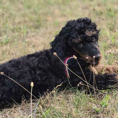 Hundetreffen-Spielgefährten Hundekontakt-Bild