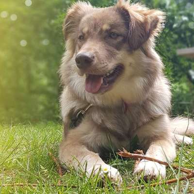 Hundetreffen-Hunde Freund gesucht...-Bild