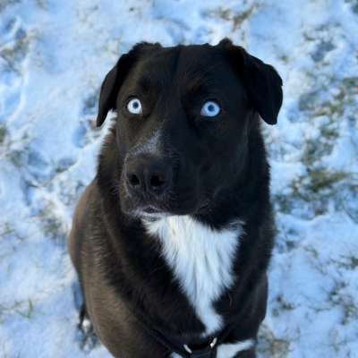 Hundetreffen-Hundekontakte pflegen :)-Bild