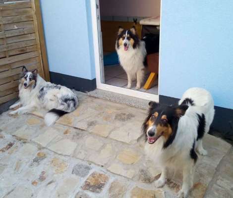 Wer von euch hat mindestens 2 Hündinnen Zuhause?-Beitrag-Bild