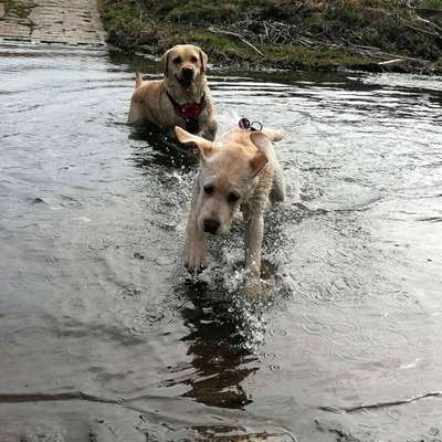 Hundetreffen-Spielgefährte gesucht-Bild