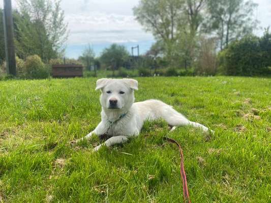 Akita Inu/American Akita (Mix) halter.-Beitrag-Bild
