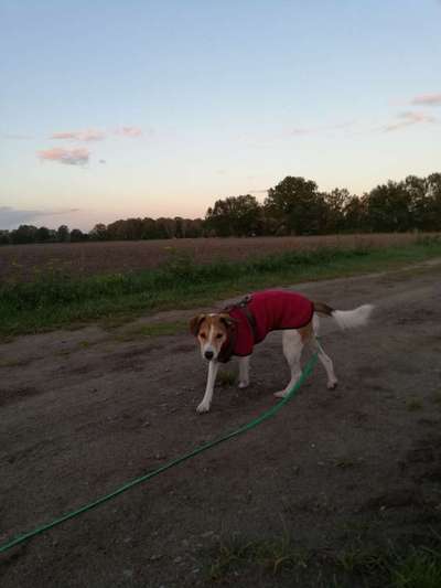 Hundetreffen-Social Walk-Bild