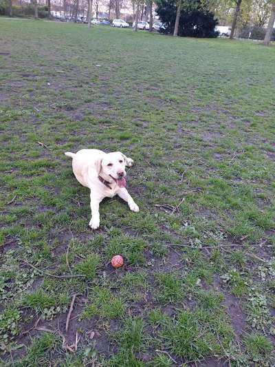 Hundetreffen-Spielefreunde gesucht, auch zum Gassi gehen-Bild