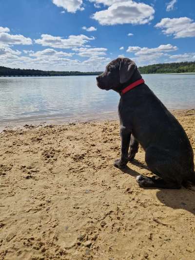 Welpen Bilder !-Beitrag-Bild